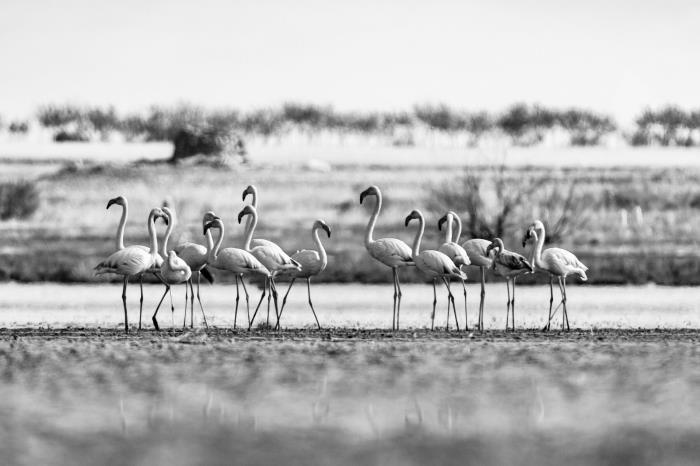 Spazieren Sie durch den Nationalpark Doñana