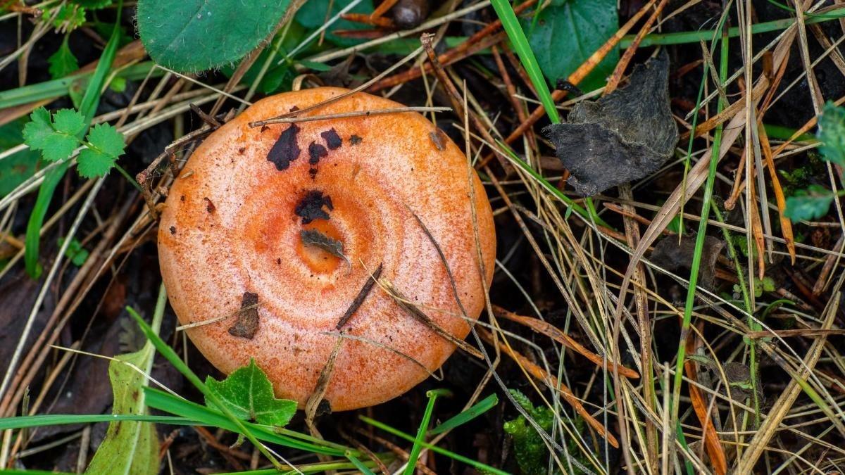 Stagione dei funghi: degustazioni, itinerari e tradizione nella Sierra Norte di Siviglia