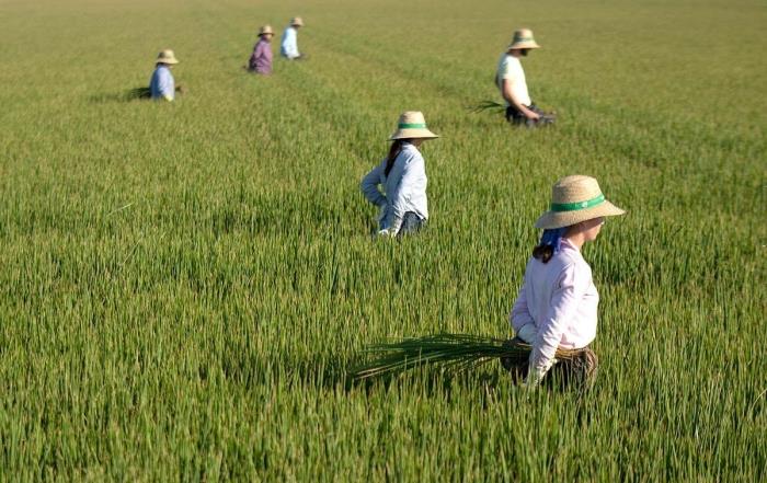 La Ruta del Arroz di Siviglia: Un viaggio attraverso le paludi del Guadalquivir