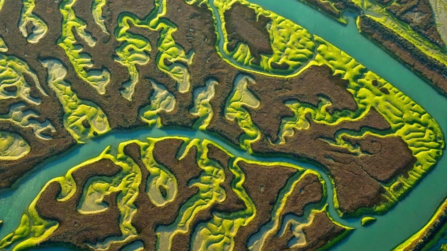 Les Marismes del Guadalquivir: El gran pulmó d'aigua i vida del sud d'Europa