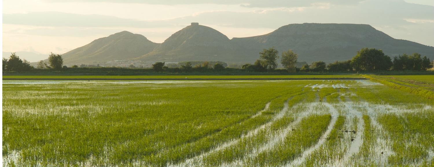 Parque Natural del Montgrí y los Arrozales de Pals: el Lujo de la Paz en el Empordà