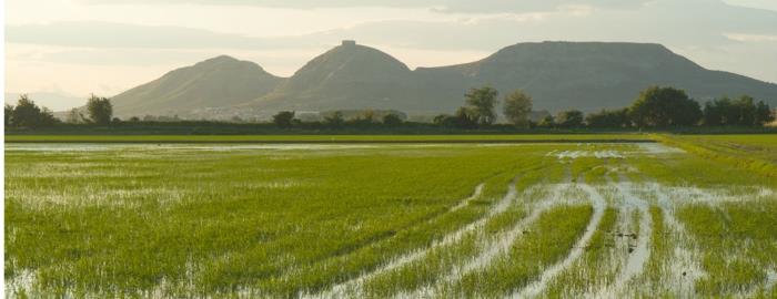 Parque Natural del Montgrí y los Arrozales de Pals: el Lujo de la Paz en el Empordà