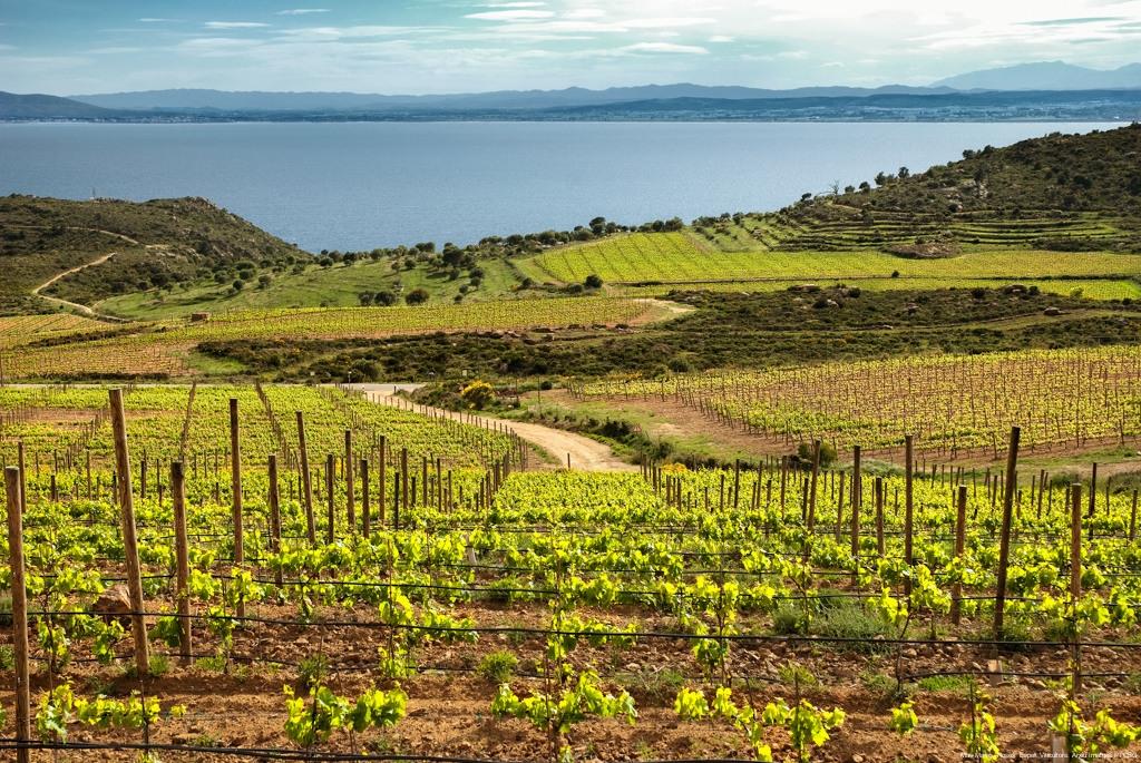 Ruta del Vino de la DO Empordà, enoturismo de Lujo entre Viñedos