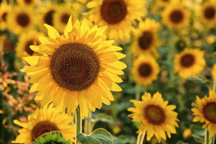 I Campi di Girasoli di Siviglia, lo Spettacolo Dorato dell'Estate